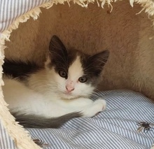 VIBI, Katze, Hauskatze in Zypern