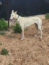 SARA, Hund, Galgo Español-Mix in Spanien