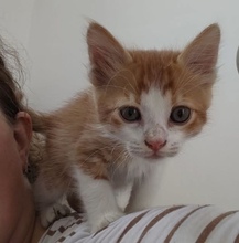 LIVRAN, Katze, Hauskatze in Zypern