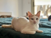 PUPA, Katze, Hauskatze in Zypern