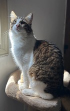 TOSHA, Katze, Hauskatze in Zypern