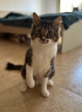 WOLFIE, Katze, Hauskatze in Zypern