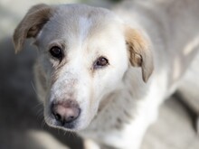 MILLIE, Hund, Mischlingshund in Rumänien