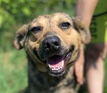 MARCI, Hund, Mischlingshund in Slowakische Republik