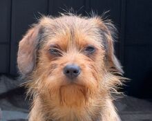 ANTONELLA, Hund, Mischlingshund in Rösrath
