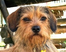 ANTONELLA, Hund, Rauhhaardackel-Mix in Köln