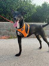 MOGLI, Hund, Mischlingshund in Spanien