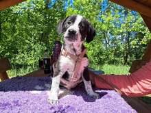 AMARO, Hund, Mischlingshund in Ungarn
