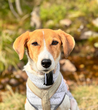 SURI, Hund, Whippet in Neubrandenburg