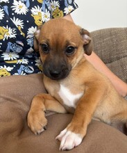 PIPPA, Hund, Mischlingshund in Rumänien