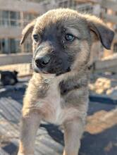 LORIOT, Hund, Mischlingshund in Rumänien