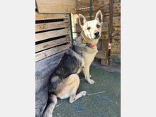 SHARJA, Hund, Mischlingshund in Spanien