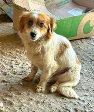 FINOLA, Hund, Mischlingshund in Rumänien