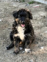LENA, Hund, Mischlingshund in Bosnien und Herzegowina