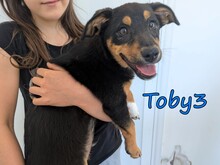 TOBY3, Hund, Kokoni-Mix in Griechenland