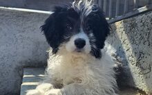 TAVI, Hund, Mischlingshund in Drage