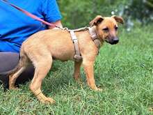 ADELIO, Hund, Mischlingshund in Ungarn