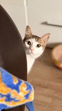 CHARLY, Katze, Europäisch Kurzhaar in Hammersbach