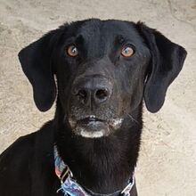 MILA, Hund, Deutsche-Doggen-Mischlingshündin in Spanien