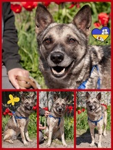 ANGELA, Hund, Mischlingshund in Ukraine