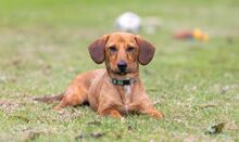 VEXANO, Hund, Dackel Mischling in Erkelenz