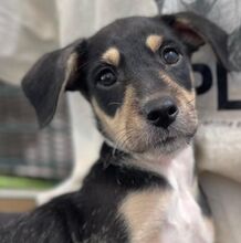 PARZIVAL, Hund, Mischling in Spanien