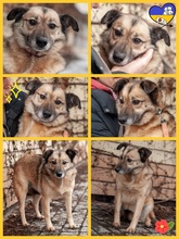CASEY, Hund, Mischlingshund in Ukraine