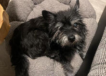 TRINI, Hund, Mischlingshund in Wiesmoor