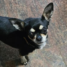 CHICA, Hund, Chihuahua-Mix in Hamburg