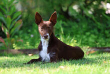 CHOCAPIC, Hund, Podenco-Mix in Isernhagen