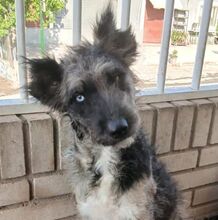 AGORA, Hund, Mischling (Hütehund) in Spanien