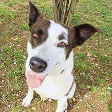 OCA, Hund, Mischlingshund in Thalmässing