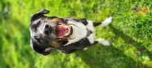 YARON, Hund, Mischlingshund in Eixen