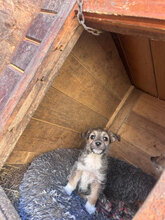 FLEUR, Hund, Mischlingshund in Rumänien