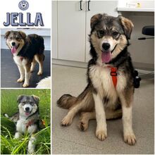 JELLA, Hund, Mischlingshund in Mönsheim