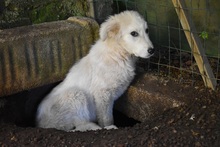 GAVION, Hund, Maremmano Mischling in Italien