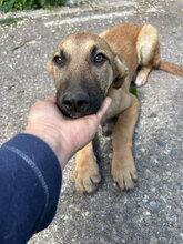 BISCUIT, Hund, Mischlingshund in Rumänien
