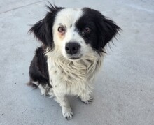 AMY, Hund, Mischlingshund in Rumänien