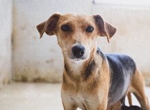 FELINE, Hund, Mischlingshund in Rumänien