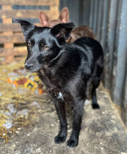 SIANA, Hund, Mischlingshund in Rumänien