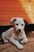 WELPE20A, Hund, Mischlingshund in Rumänien