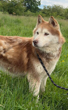 ALVA, Hund, Siberian Husky in Rumänien