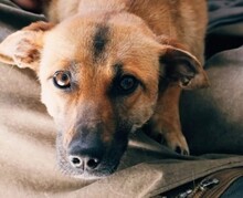 JULE, Hund, Mischlingshund in Rumänien
