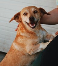 FLORA, Hund, Mischlingshund in Rumänien