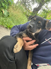 LOUI, Hund, Mischlingshund in Rumänien