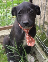 HUTSCH, Hund, Mischlingshund in Alfeld