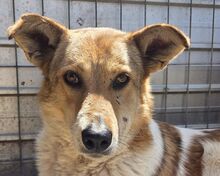 SALINA, Hund, Mischlingshund in Rumänien