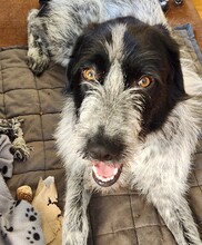 MELENIOS, Hund, Mischlingshund in Frankfurt