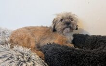 TINO, Hund, Mischlingshund in Seeheim-Jugenheim