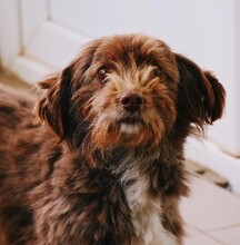 NONI, Hund, Mischlingshund in Rumänien